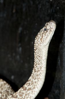 Uracoan Rattlesnake Royalty Free Stock Photos