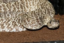 Uracoan Rattlesnake Royalty Free Stock Photos