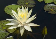 Water Lily In A Pond Stock Photos