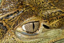 Crocodile Eye Stock Photography Crocodile Eye Stock Photography