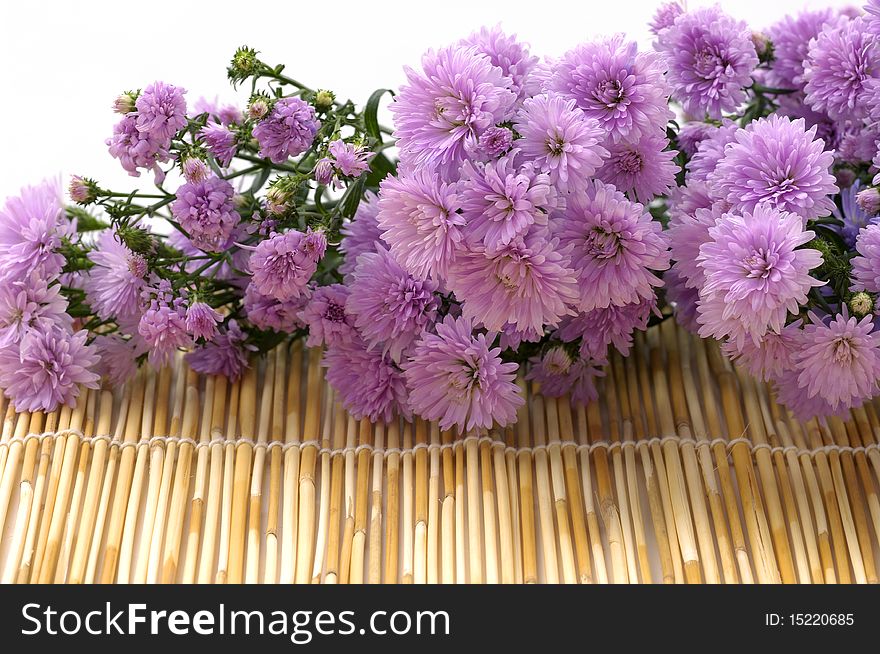 Still life with Laying down pink daisy flower