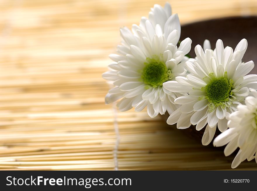 Wooden bowl with fresh white chrysanthemums. Wooden bowl with fresh white chrysanthemums