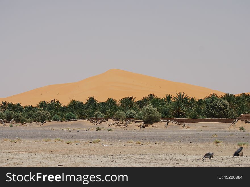 A towering sand dune in the sahara desert behind a row of palm trees. A towering sand dune in the sahara desert behind a row of palm trees.