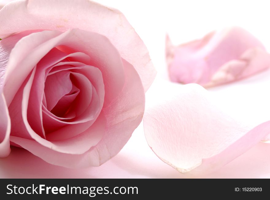 Close up of pink rose with petals