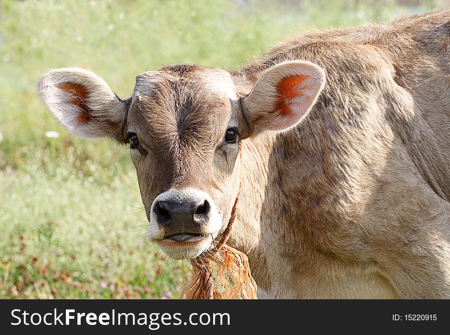 The interested bull-calf is grazed on the clover field. The interested bull-calf is grazed on the clover field