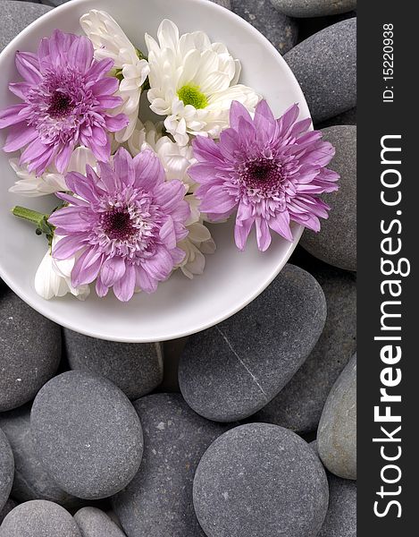 Bowl of chrysanthemums and aromatherapy stones. Bowl of chrysanthemums and aromatherapy stones