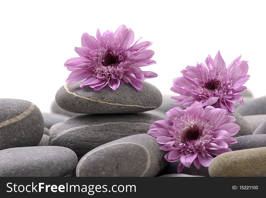 Still life with pebble and pink daisy flower. Still life with pebble and pink daisy flower