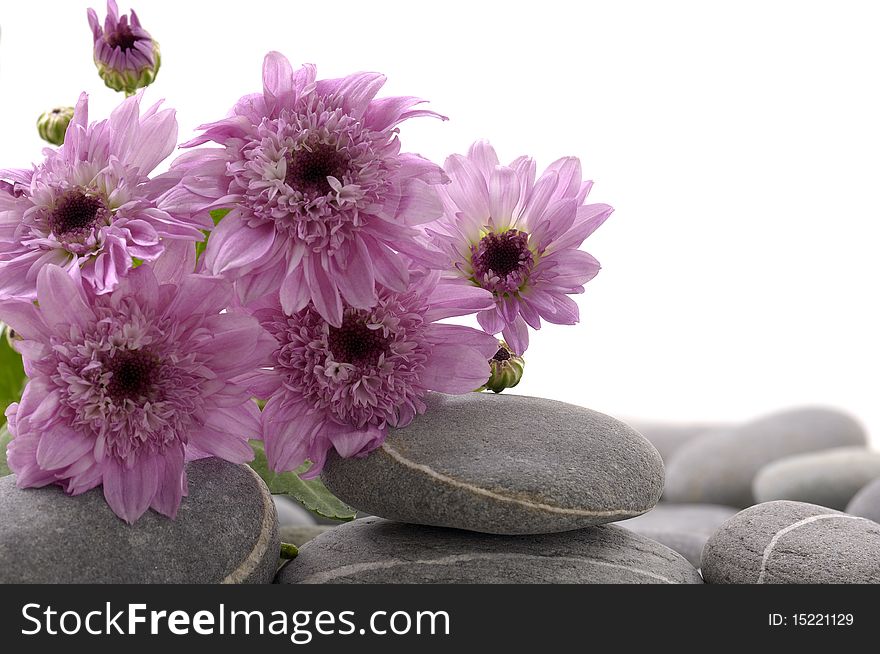 Pebble and pink daisy flower. Pebble and pink daisy flower