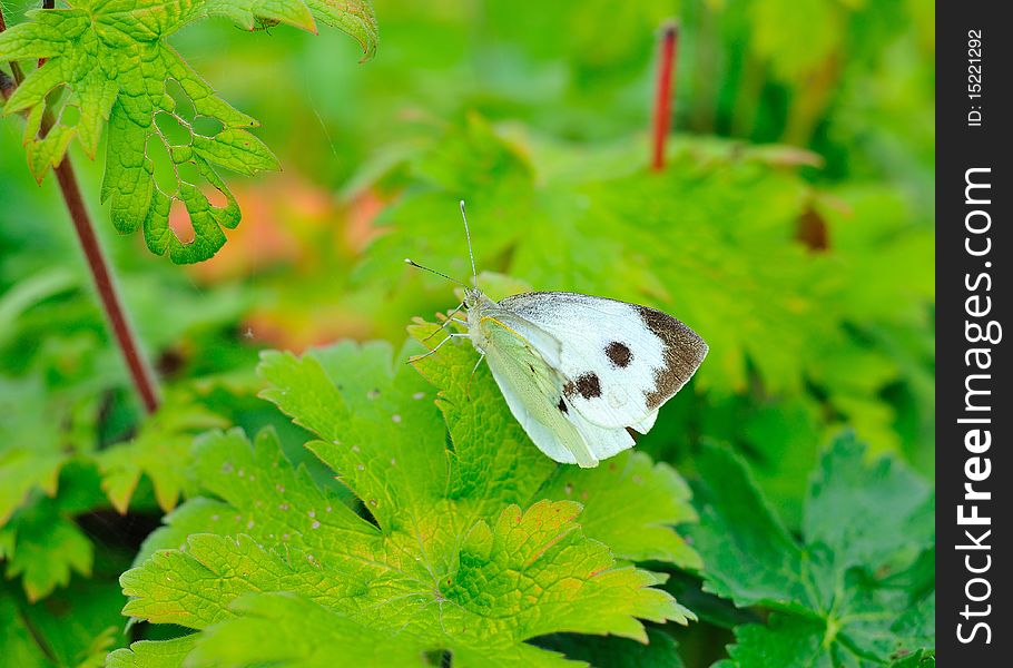 Butterfly on green leaf in the garden