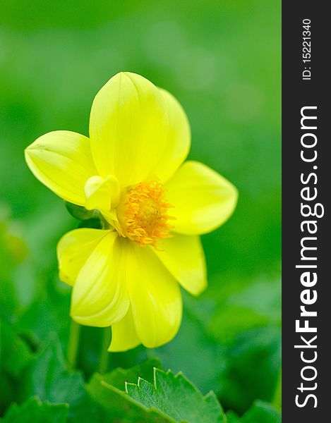 Beautiful yellow flower on green blurred background. Beautiful yellow flower on green blurred background