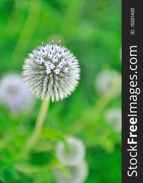 Beautiful violet round flower in the garden. blurred background