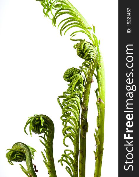 Fern Fronds