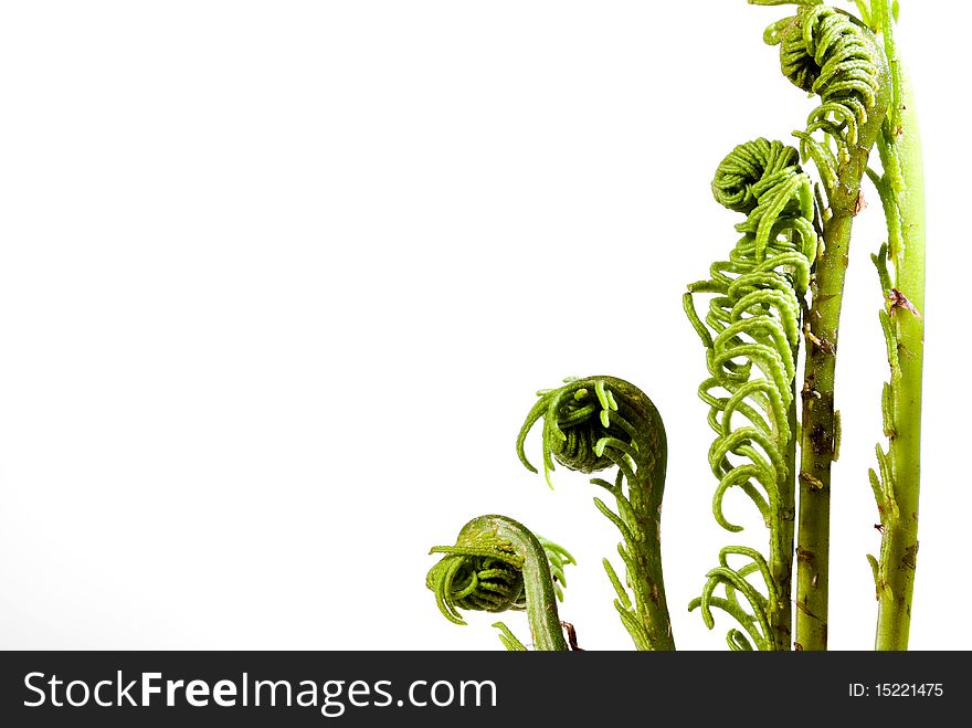 Fern fronds isolated on white background. Fern fronds isolated on white background