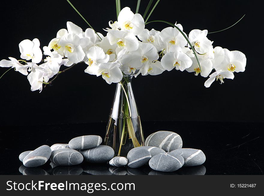 Beautiful orchid in vase with pebble on black