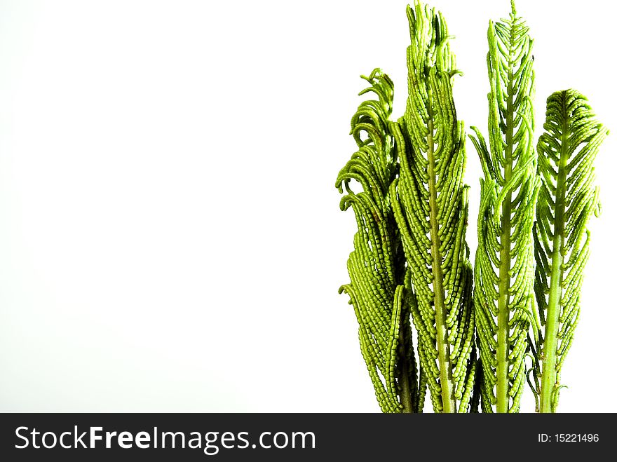 Several fern fronds isolated on white