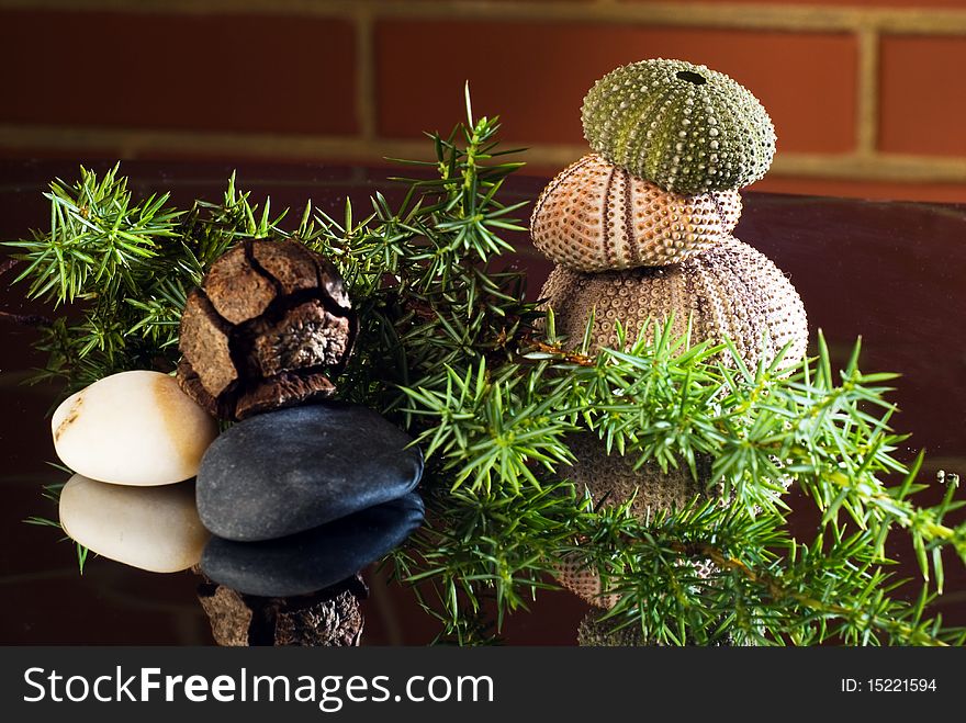 Still life with juniper branch and urchin shells