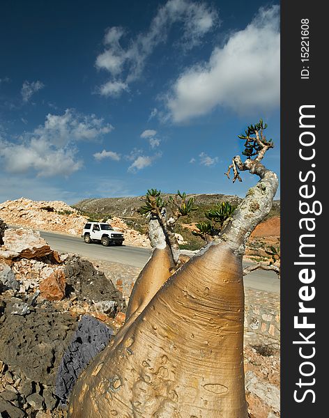 Socotra 351