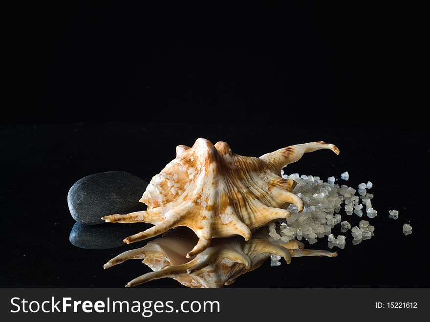 Still life with shell and bath salt