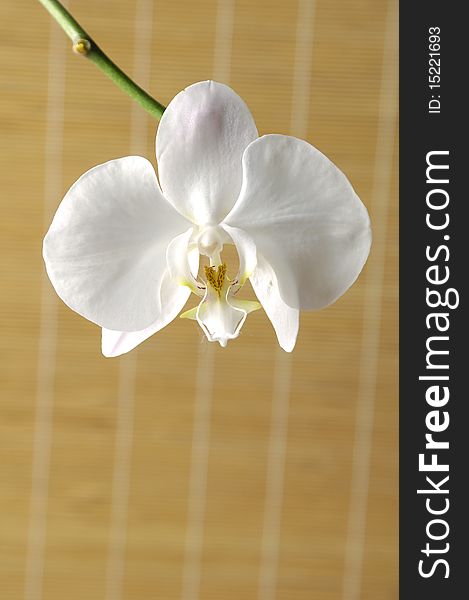 Branch of beautiful white orchid
