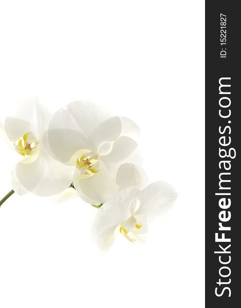 Branch of white orchid on white