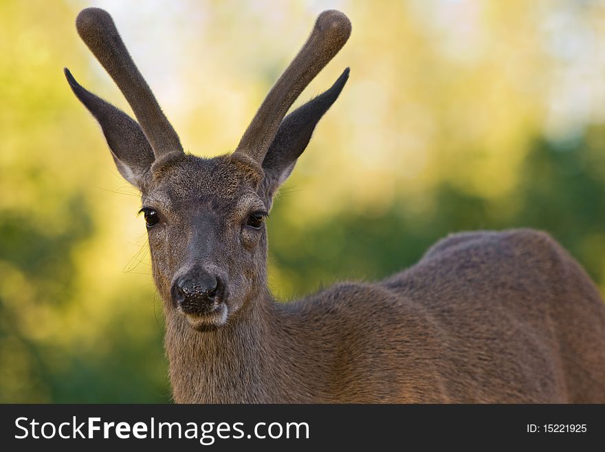 Young blacktail buck in velvet against diffuse background. Young blacktail buck in velvet against diffuse background.