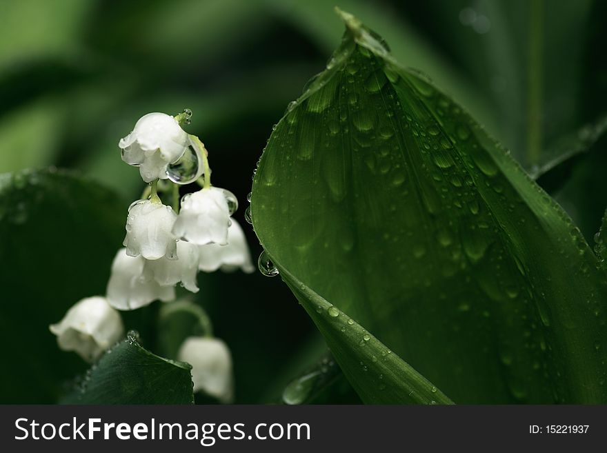 Lily of the valley after the rain. Lily of the valley after the rain.
