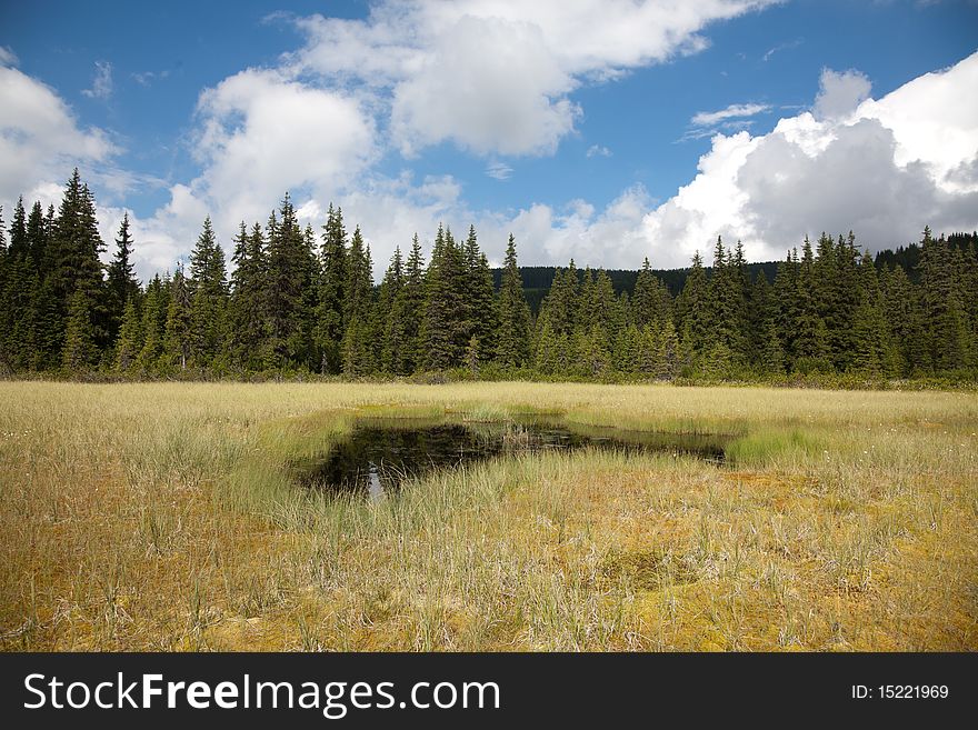 Beautiful Bog In Romania