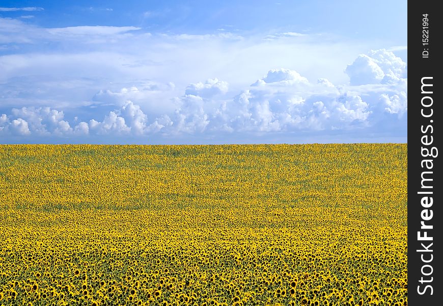 Green sunflowers field and white clouds on blue sky. Green sunflowers field and white clouds on blue sky.