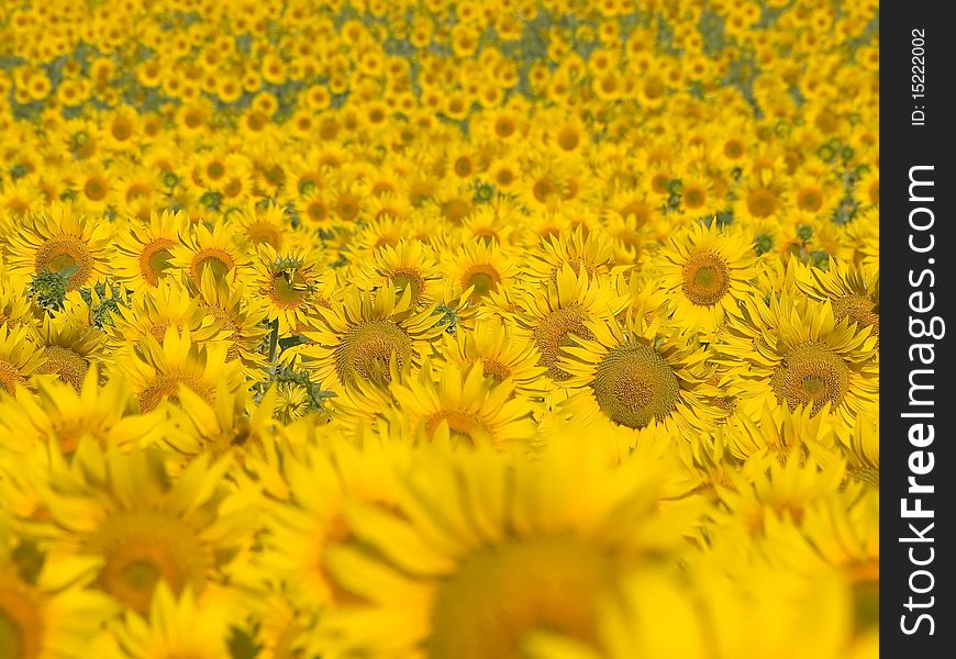 Yellow blossoming sunflowers field background. Yellow blossoming sunflowers field background.