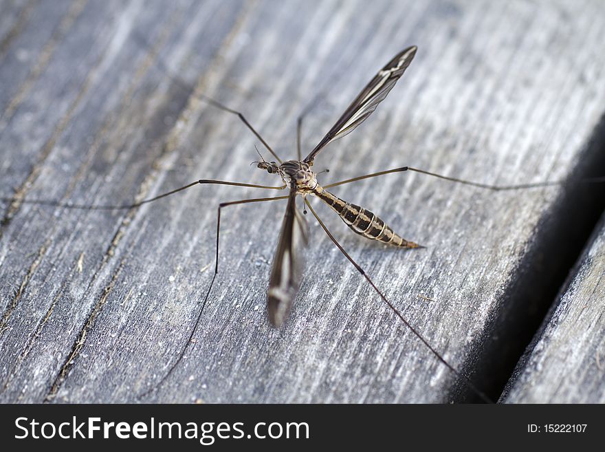 Close up of a male mosquito (Culicidae( on the deck. Close up of a male mosquito (Culicidae( on the deck