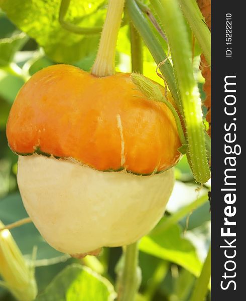 Decorative gourds close up against leaves