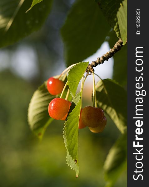 Fresh ecological light cherries in cherry tree. Outdoor shot.