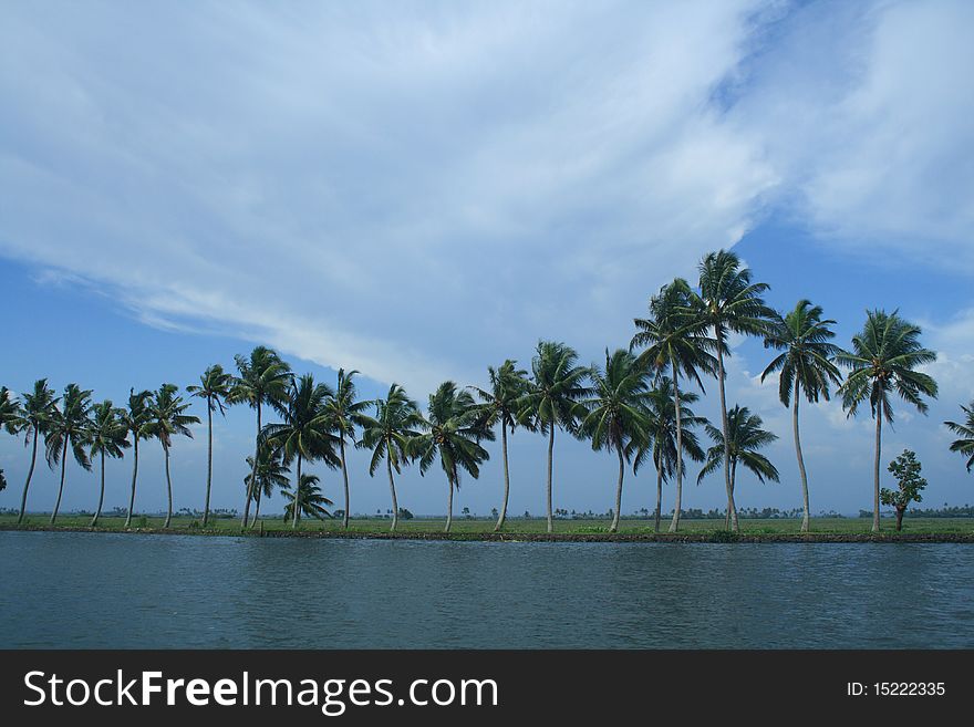 A beautiful scenery from the backwaters of Kerala, India