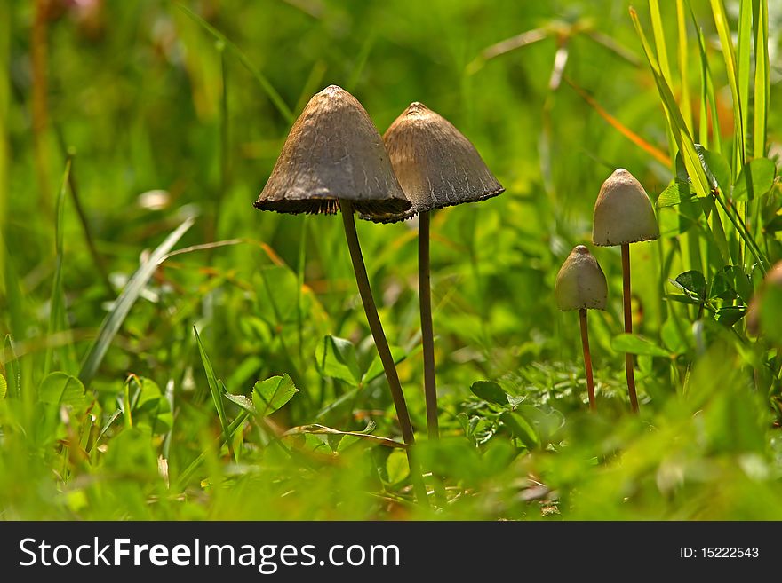 Toadstools on a green meadow