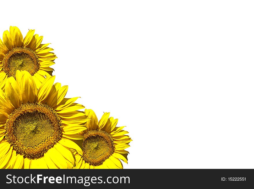 Yellow Sunflower on the white background