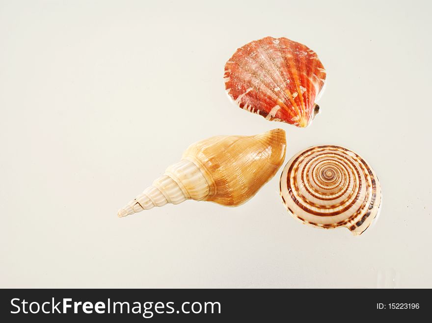 Seashell