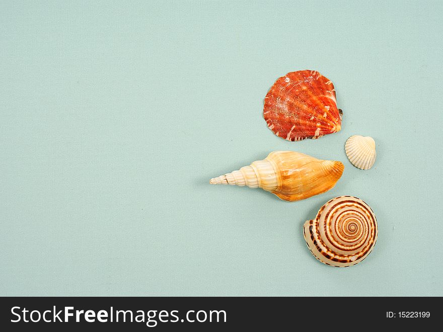 Seashell