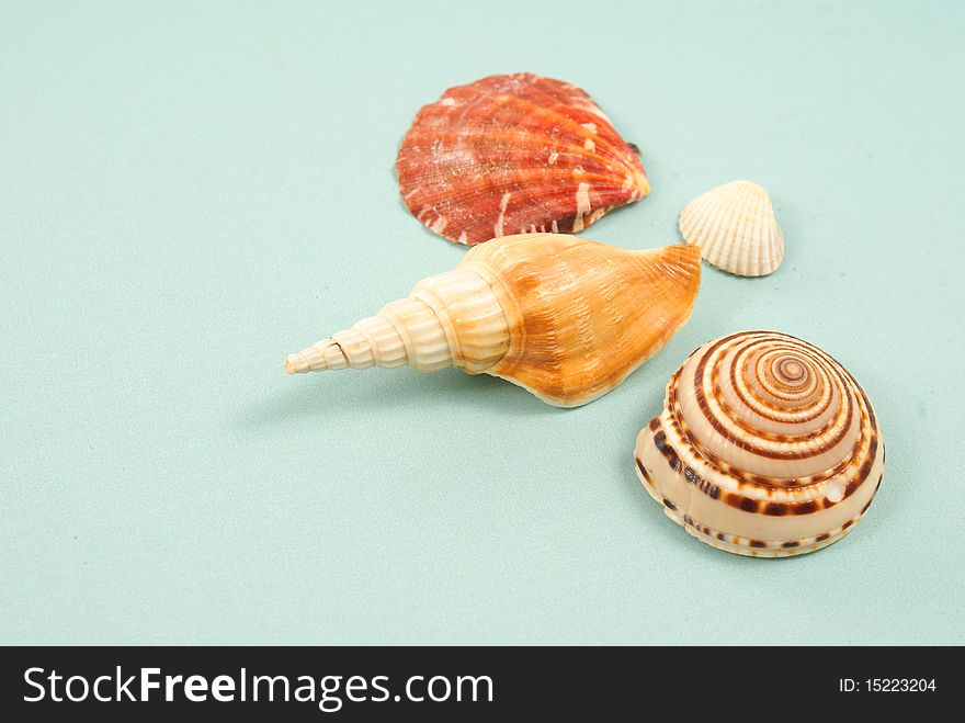 Seashell