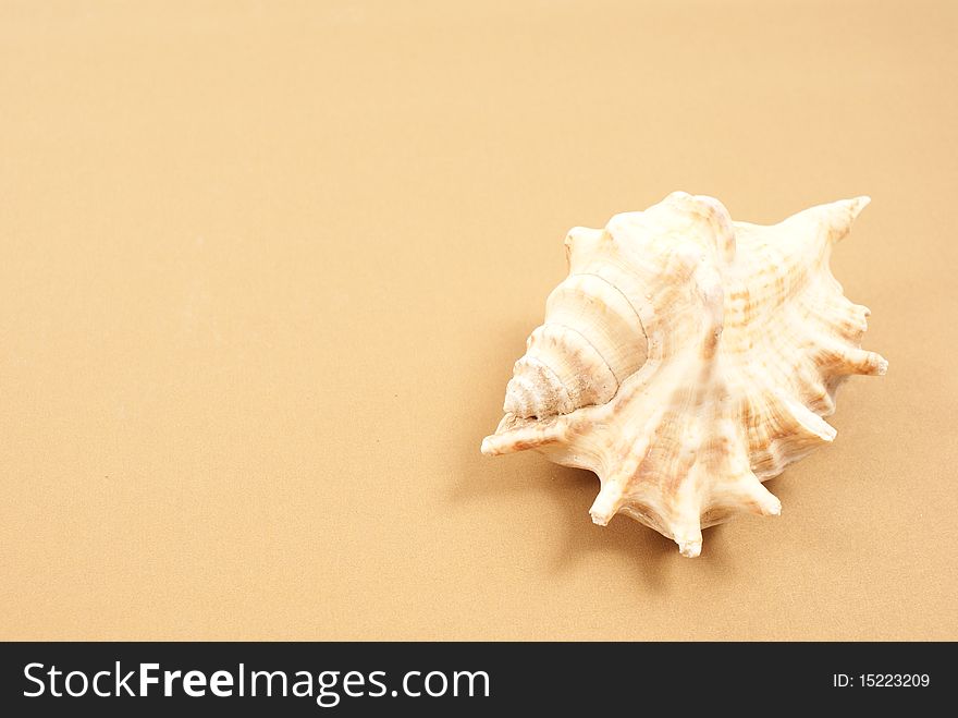 Seashell