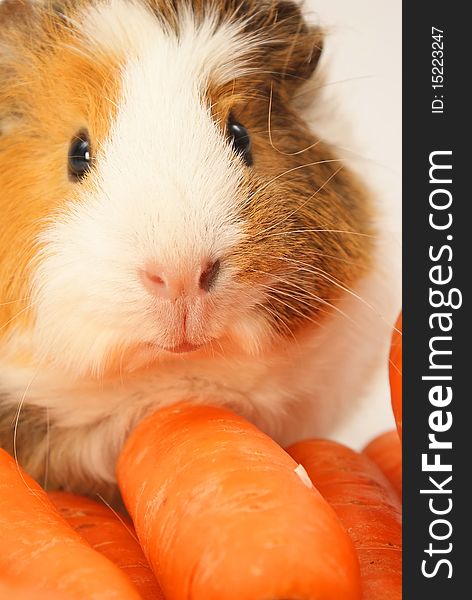 Guinea pig eating some carrots