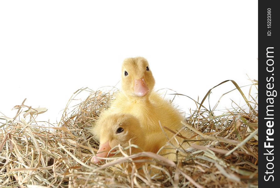 Two nestlings in nest on white background