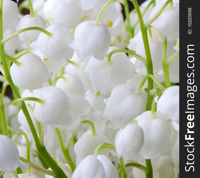 The photos are beautiful varietal collection of flowers in the sunlight