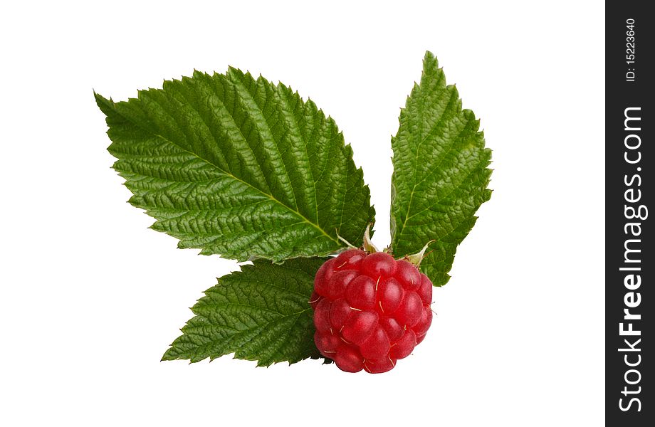 Red raspberry with green leaves