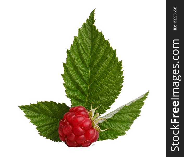 Red raspberry with green leaves