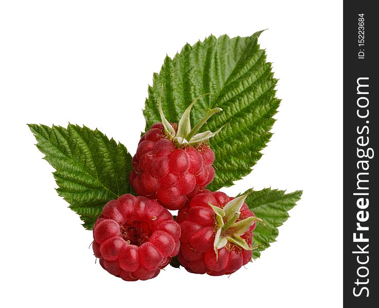 Red raspberry with green leaves