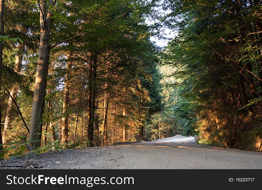 Sunset in beautiful evergreen forest. Sunset in beautiful evergreen forest