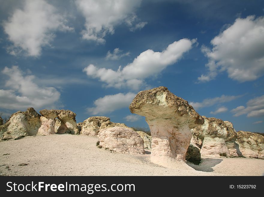 Stone Mushrooms are about 2.5 metres tall.