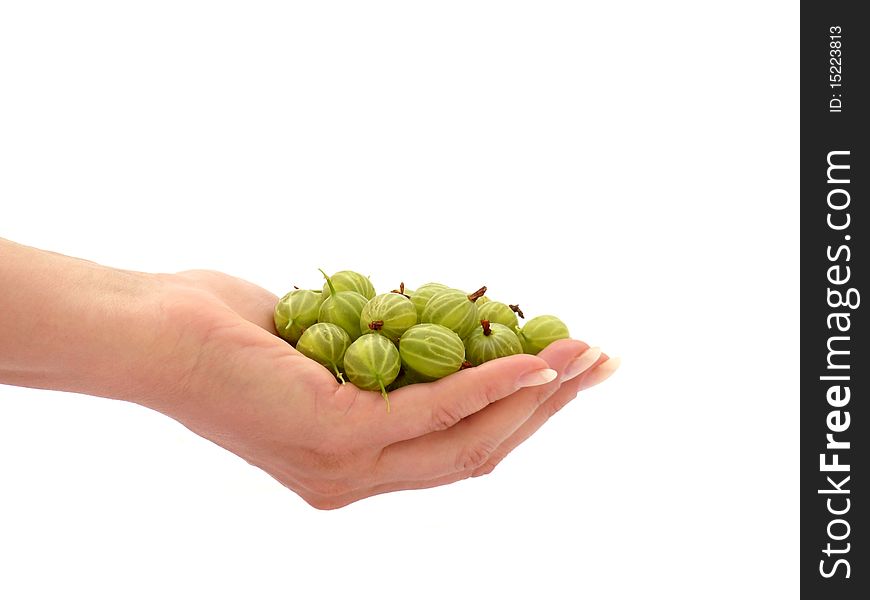 Ripe gooseberries in his hand. Isolated image