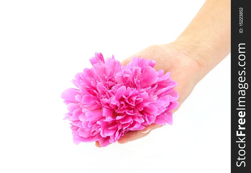 Peony in her hand. Isolated image