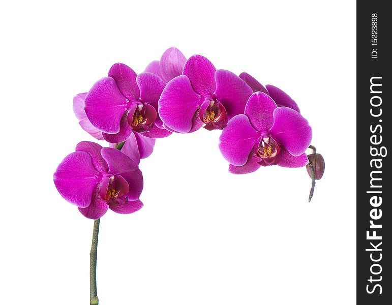 Background of fresh flowers photographed in the studio. Background of fresh flowers photographed in the studio